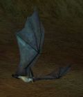 EverQuest cavebat.jpg